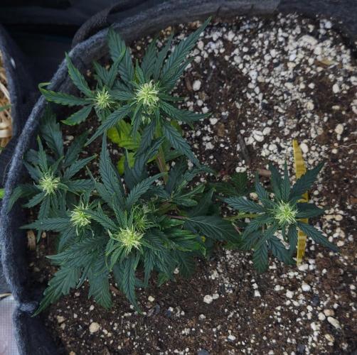 LSO Autoflowers 2.0 !. Week 8 - Wedding Cake (Day 37)