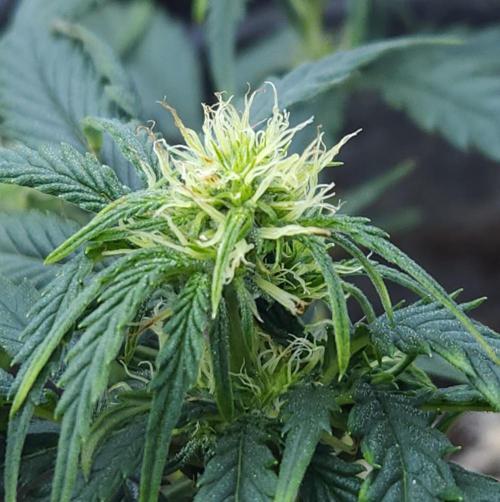 LSO Autoflowers 2.0 !. Week 8 - Wedding Cake (Day 37)