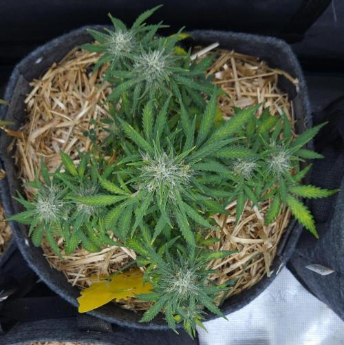 LSO Autoflowers 2.0 !. Week 8 - Gorilla Zkittlez (Day 53)