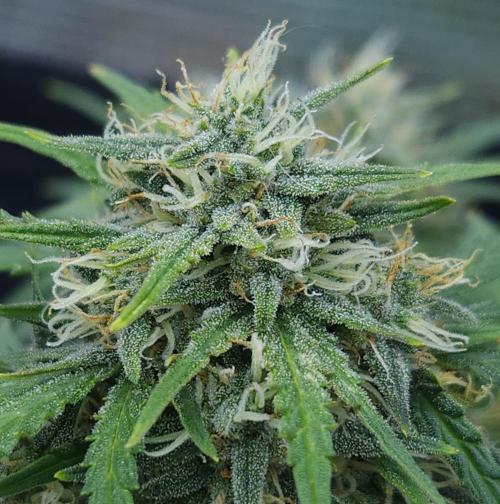 LSO Autoflowers 2.0 !. Week 8 - Gorilla Zkittlez (Day 53)