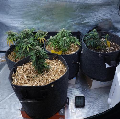 LSO Autoflowers 2.0 !. Week 8 - 12/13/25