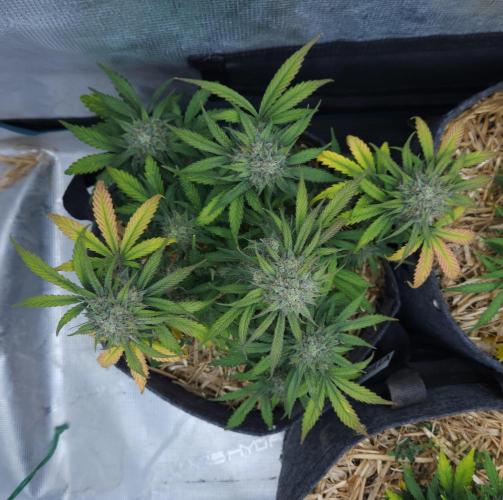 LSO Autoflowers 2.0 !. Week 8 - Grape Gorilla (Day 54)