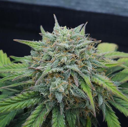 LSO Autoflowers 2.0 !. Week 8 - Grape Gorilla (Day 54)