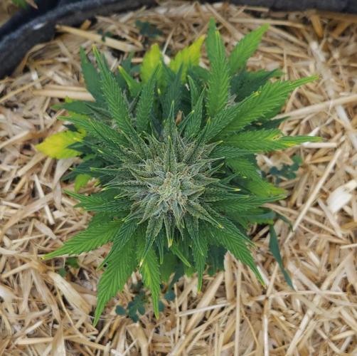 LSO Autoflowers 2.0 !. Week 8 - Grape Tuna (Day 54)