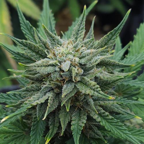 LSO Autoflowers 2.0 !. Week 8 - Grape Tuna (Day 54)