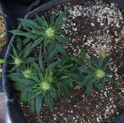 LSO Autoflowers 2.0 !. Week 8 - Wedding Cake (Day 38)