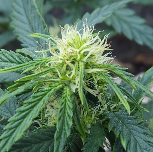 LSO Autoflowers 2.0 !. Week 8 - Wedding Cake (Day 38)