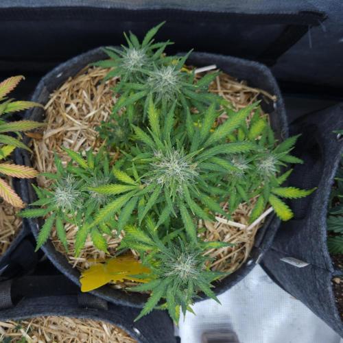 LSO Autoflowers 2.0 !. Week 8 - Gorilla Zkittlez (Day 54)