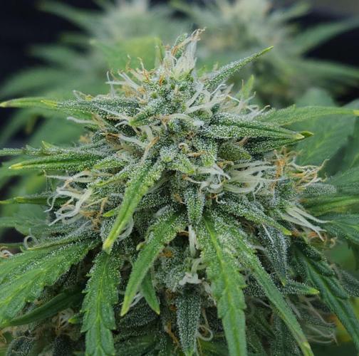 LSO Autoflowers 2.0 !. Week 8 - Gorilla Zkittlez (Day 54)