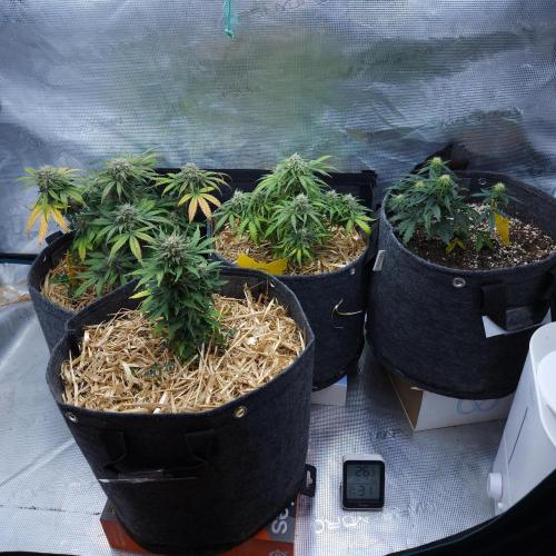 LSO Autoflowers 2.0 !. Week 8 - 12/14/25