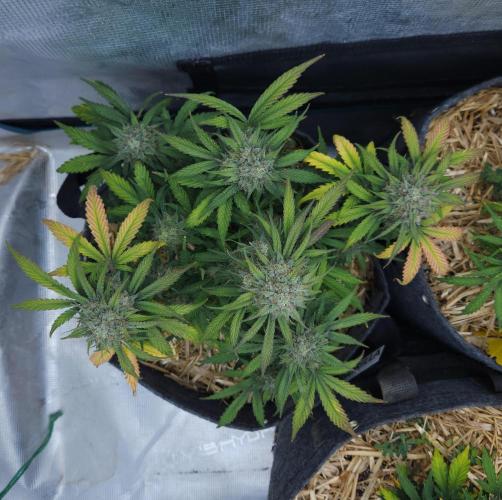 LSO Autoflowers 2.0 !. Week 8 - Grape Gorilla (Day 55)