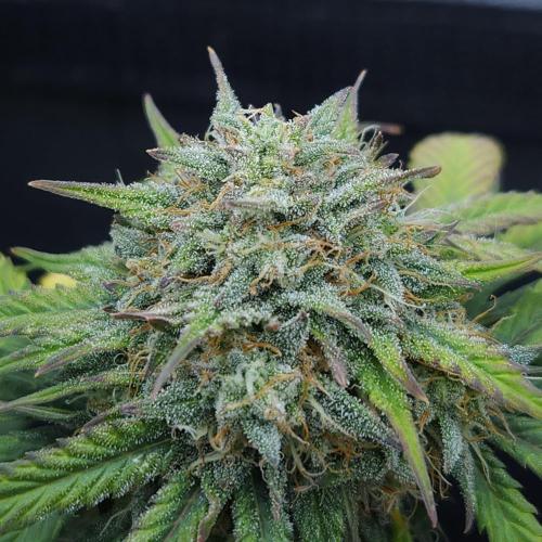 LSO Autoflowers 2.0 !. Week 8 - Grape Gorilla (Day 55)