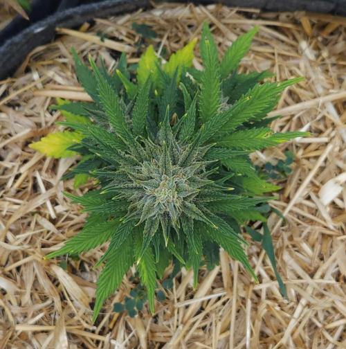 LSO Autoflowers 2.0 !. Week 8 - Grape Tuna (Day 55)