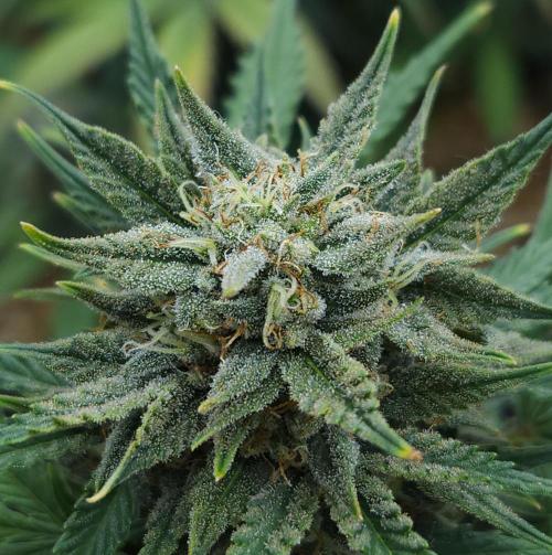 LSO Autoflowers 2.0 !. Week 8 - Grape Tuna (Day 55)