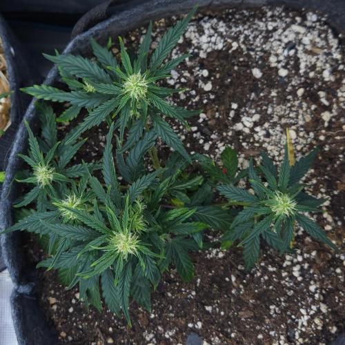 LSO Autoflowers 2.0 !. Week 8 - Wedding Cake (Day 39)