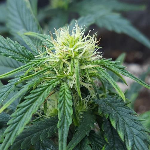 LSO Autoflowers 2.0 !. Week 8 - Wedding Cake (Day 39)