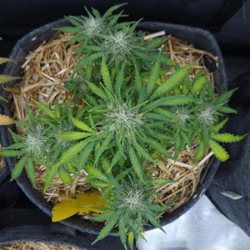 LSO Autoflowers 2.0 !. Week 8 - Gorilla Zkittlez (Day 55)