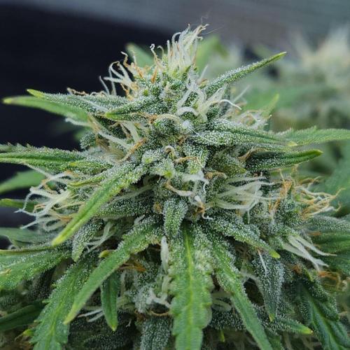 LSO Autoflowers 2.0 !. Week 8 - Gorilla Zkittlez (Day 55)