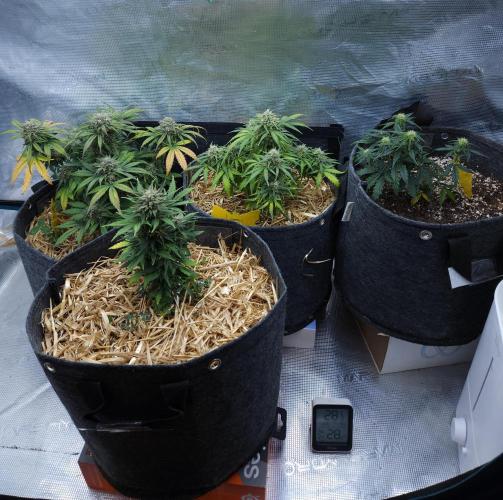 LSO Autoflowers 2.0 !. Week 8 - 12/15/25