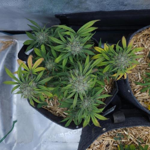 LSO Autoflowers 2.0 !. Week 8 - Grape Gorilla (Day 56)