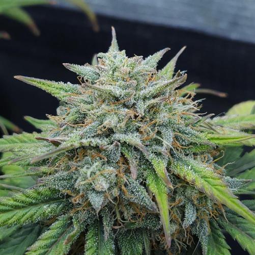 LSO Autoflowers 2.0 !. Week 8 - Grape Gorilla (Day 56)