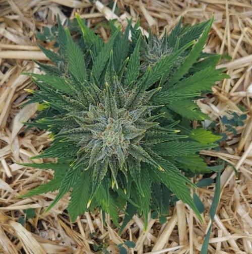 LSO Autoflowers 2.0 !. Week 8 - Grape Tuna (Day 56)