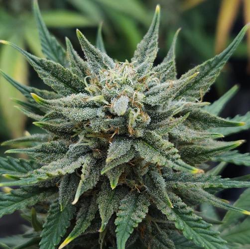 LSO Autoflowers 2.0 !. Week 8 - Grape Tuna (Day 56)