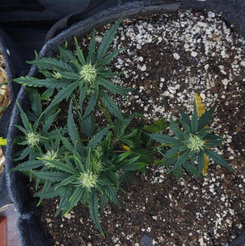 LSO Autoflowers 2.0 !. Week 8 - Wedding Cake (Day 40)