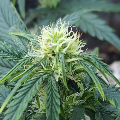 LSO Autoflowers 2.0 !. Week 8 - Wedding Cake (Day 40)