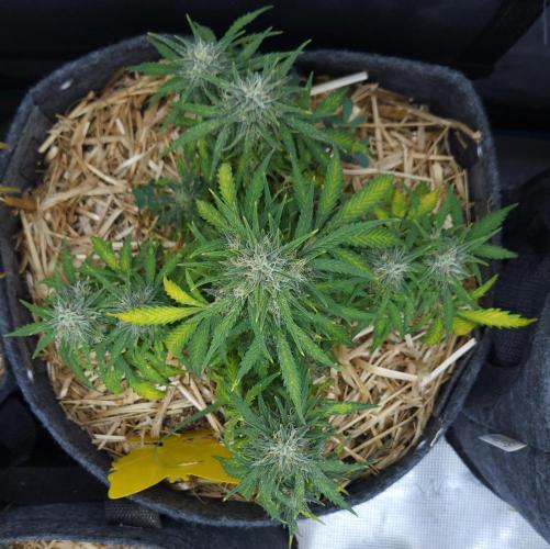 LSO Autoflowers 2.0 !. Week 8 - Gorilla Zkittlez (Day 56)