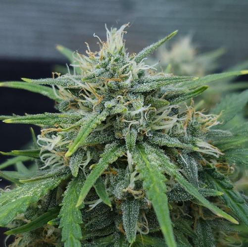 LSO Autoflowers 2.0 !. Week 8 - Gorilla Zkittlez (Day 56)