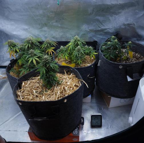 LSO Autoflowers 2.0 !. Week 8 - 12/16/25