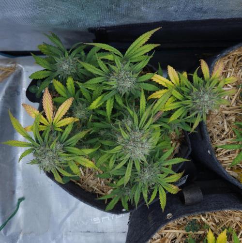 LSO Autoflowers 2.0 !. Week 9 - Grape Gorilla (Day 57)