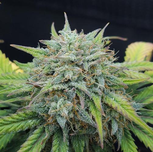 LSO Autoflowers 2.0 !. Week 9 - Grape Gorilla (Day 57)