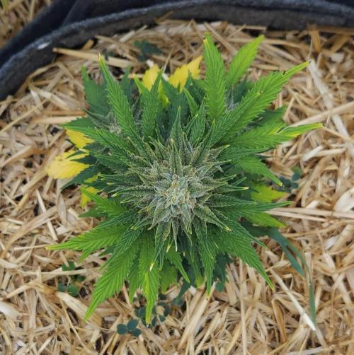 LSO Autoflowers 2.0 !. Week 9 - Grape Tuna (Day 57)
