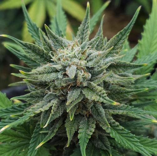 LSO Autoflowers 2.0 !. Week 9 - Grape Tuna (Day 57)
