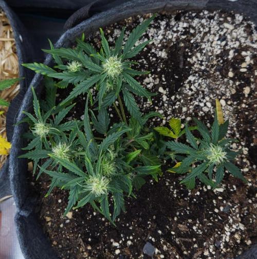 LSO Autoflowers 2.0 !. Week 9 - Wedding Cake (Day 41)