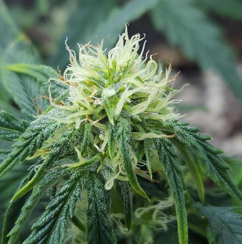 LSO Autoflowers 2.0 !. Week 9 - Wedding Cake (Day 41)