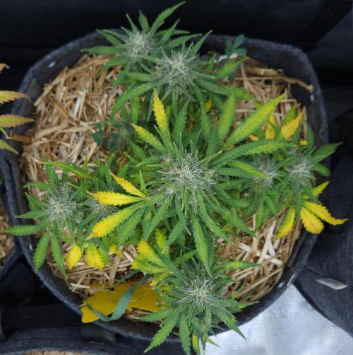 LSO Autoflowers 2.0 !. Week 9 - Gorilla Zkittlez (Day 57)