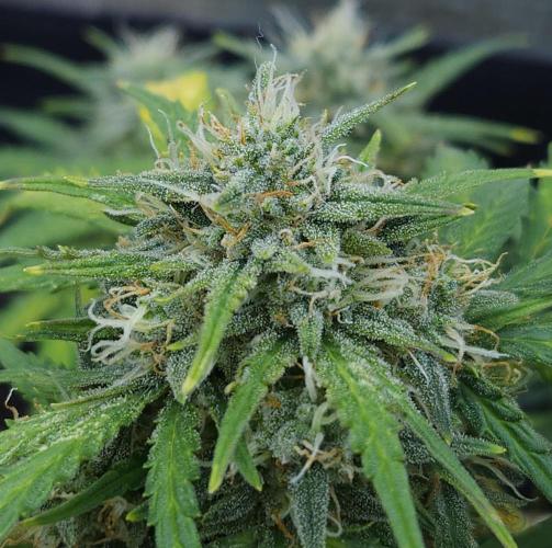 LSO Autoflowers 2.0 !. Week 9 - Gorilla Zkittlez (Day 57)