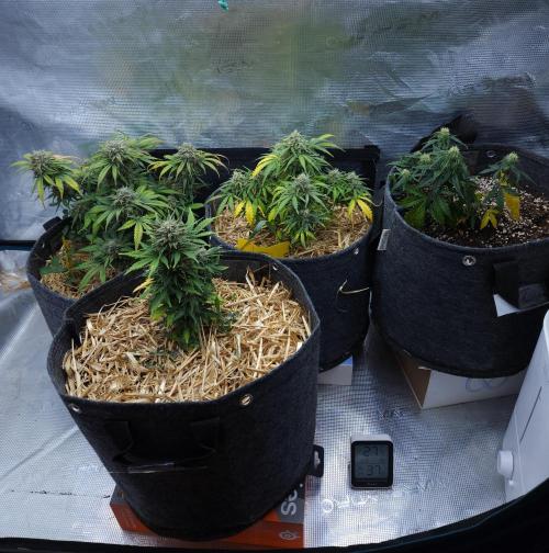 LSO Autoflowers 2.0 !. Week 9 - 12/17/25