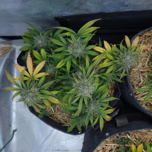 LSO Autoflowers 2.0 !. Week 9 - Grape Gorilla (Day 58)