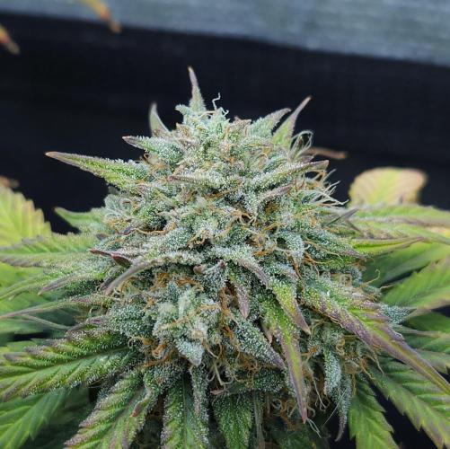 LSO Autoflowers 2.0 !. Week 9 - Grape Gorilla (Day 58)