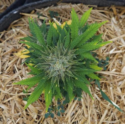 LSO Autoflowers 2.0 !. Week 9 - Grape Tuna (Day 58)
