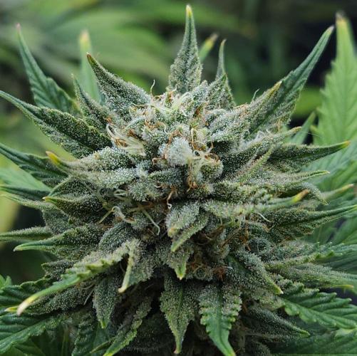 LSO Autoflowers 2.0 !. Week 9 - Grape Tuna (Day 58)
