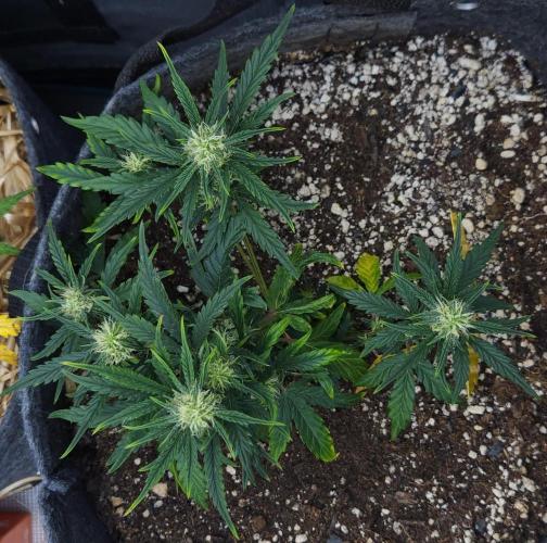 LSO Autoflowers 2.0 !. Week 9 - Wedding Cake (Day 42)