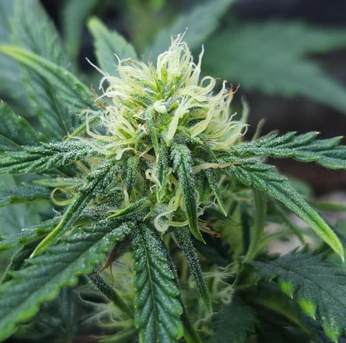 LSO Autoflowers 2.0 !. Week 9 - Wedding Cake (Day 42)