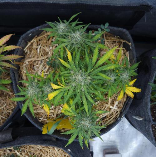 LSO Autoflowers 2.0 !. Week 9 - Gorilla Zkittlez (Day 58)