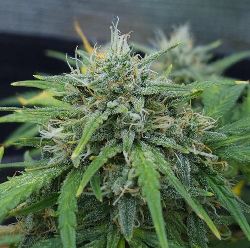 LSO Autoflowers 2.0 !. Week 9 - Gorilla Zkittlez (Day 58)