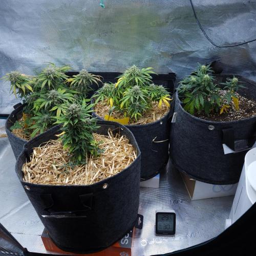 LSO Autoflowers 2.0 !. Week 9 - 12/18/25